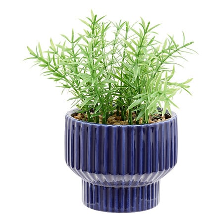 Plante crmq nippo h16h12