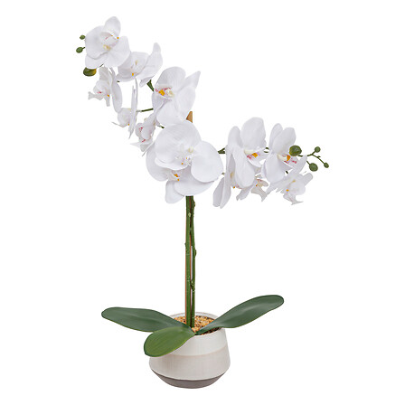 Orquídea Clera con maceta cerámica, 52 cm de alto
